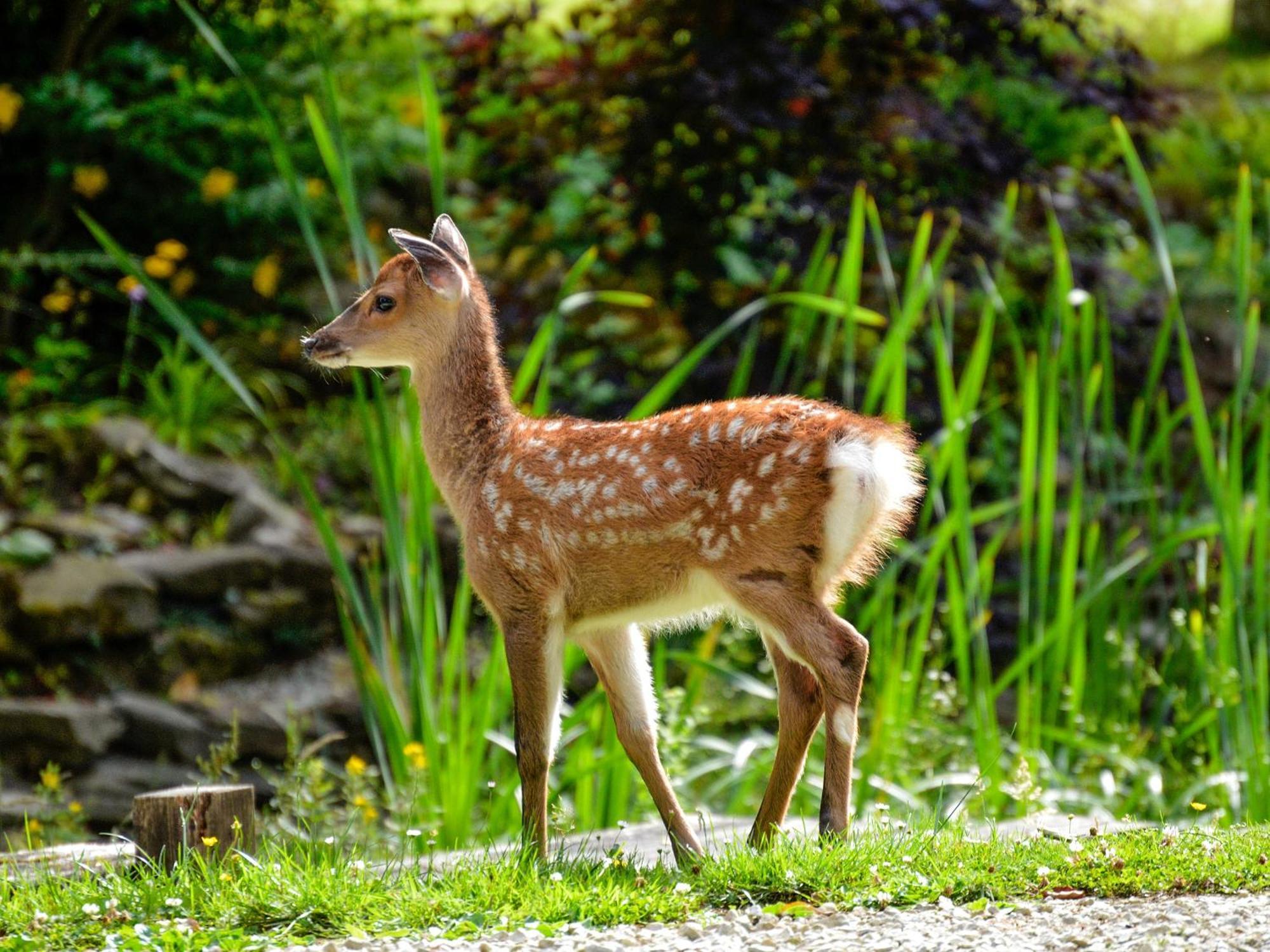 Deer Cottage 2 Uk39332 Biddenden Eksteriør bilde