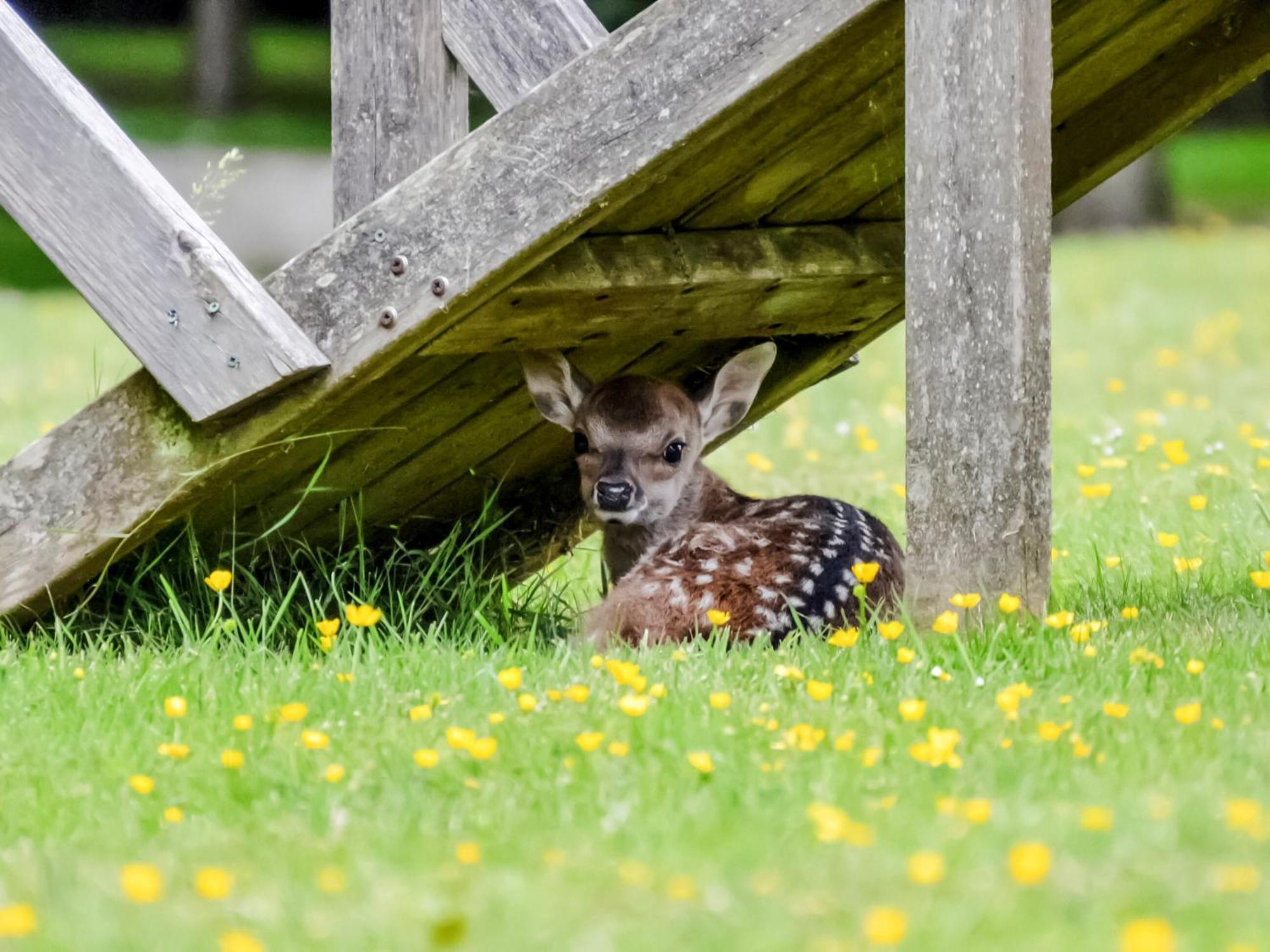 Deer Cottage 2 Uk39332 Biddenden Eksteriør bilde