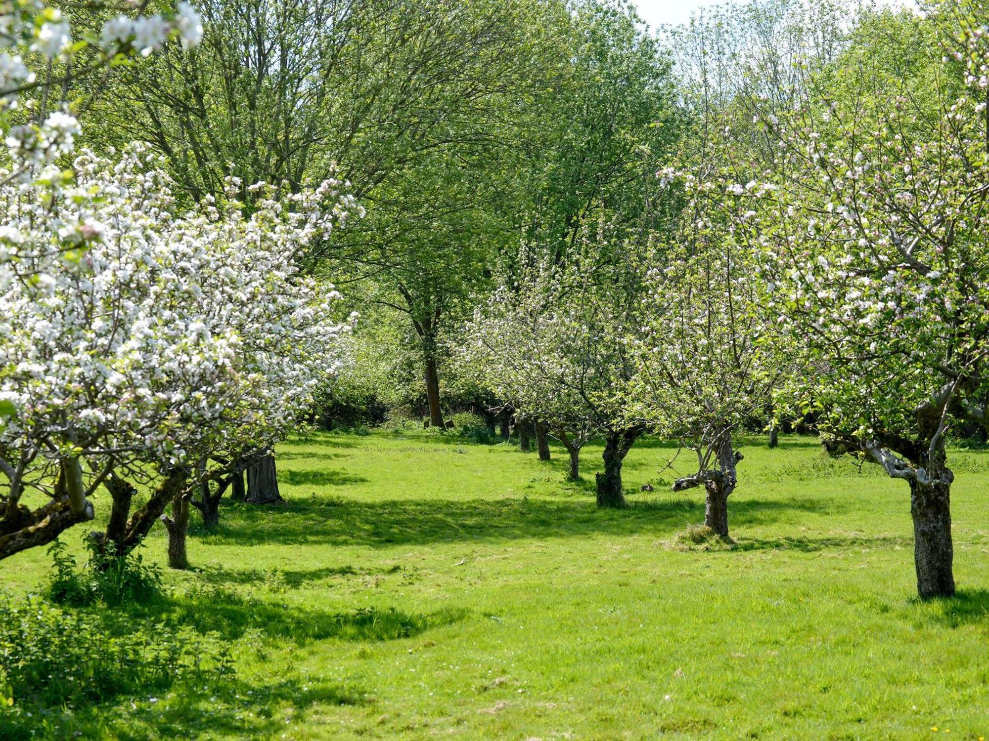 Deer Cottage 2 Uk39332 Biddenden Eksteriør bilde